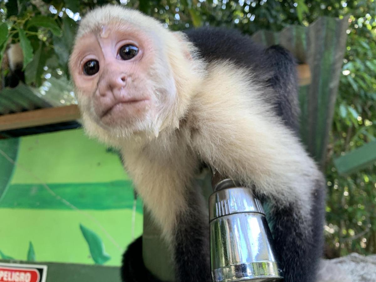 La Posada Jungle Hotel マヌエル・アントニオ エクステリア 写真