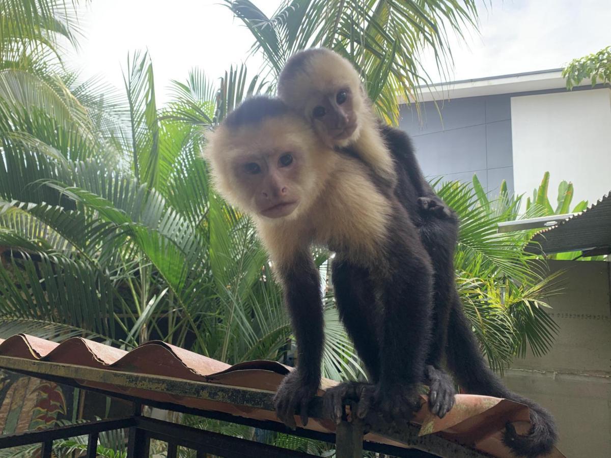 La Posada Jungle Hotel マヌエル・アントニオ エクステリア 写真