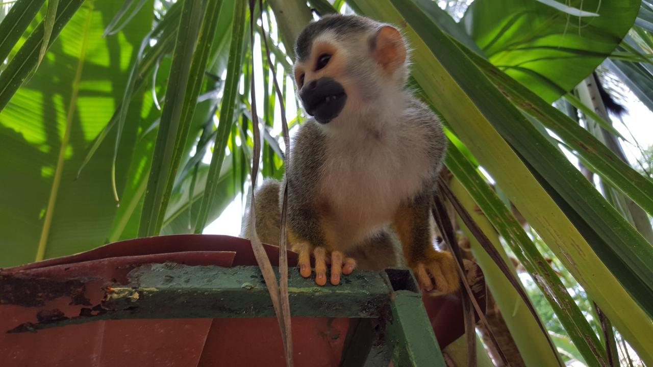 La Posada Jungle Hotel マヌエル・アントニオ エクステリア 写真