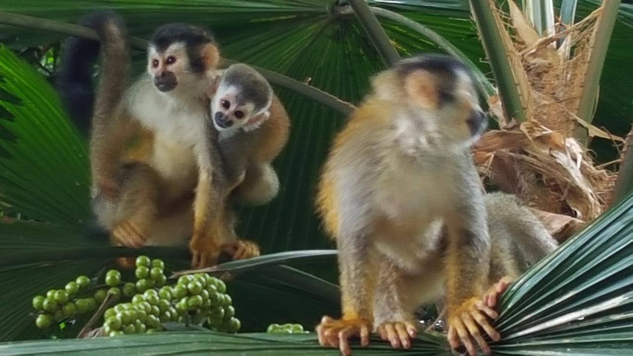 La Posada Jungle Hotel マヌエル・アントニオ エクステリア 写真